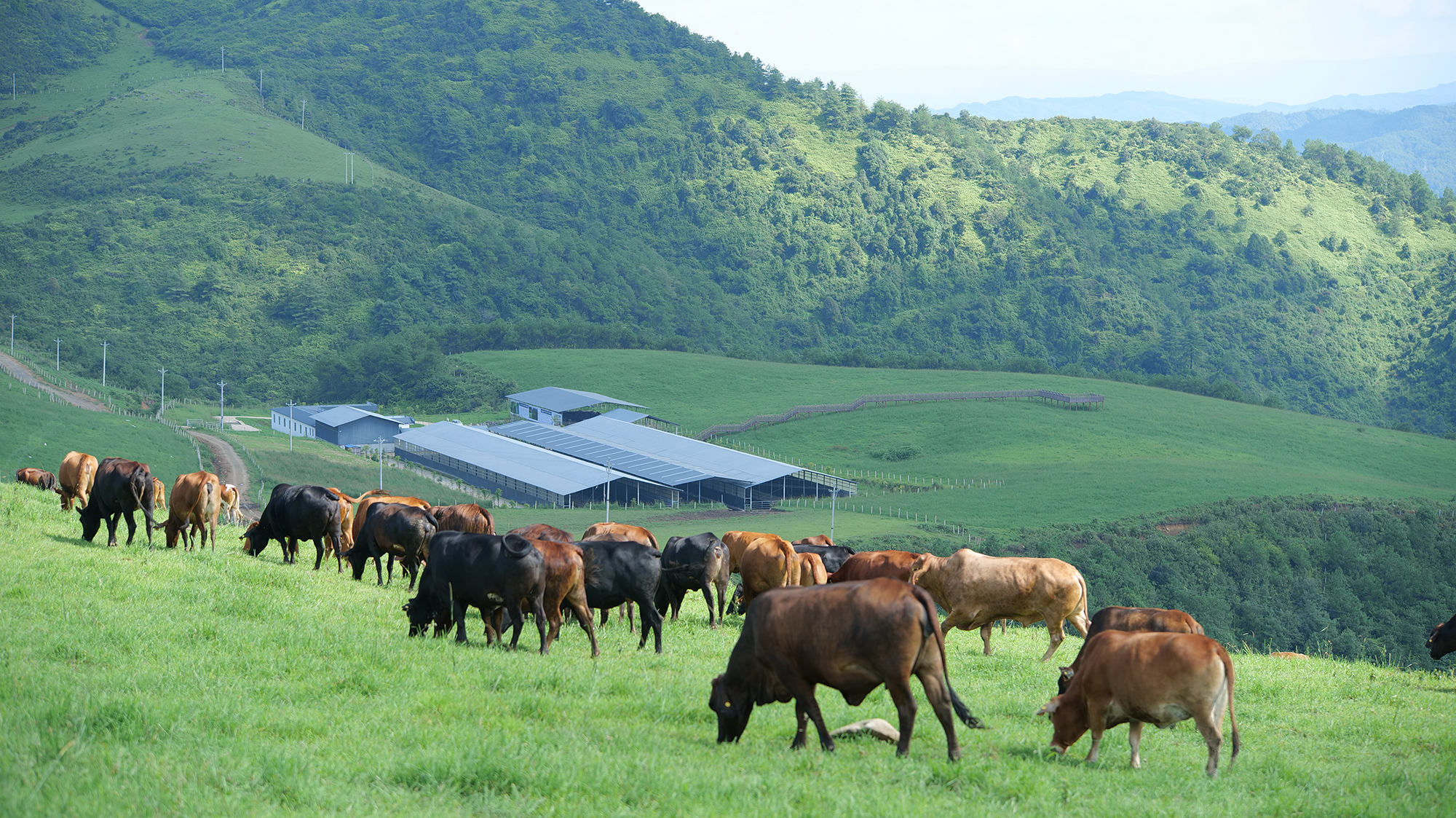 云南省農業農村廳領導蒞臨恒益東山農業調研云嶺牛項目工作